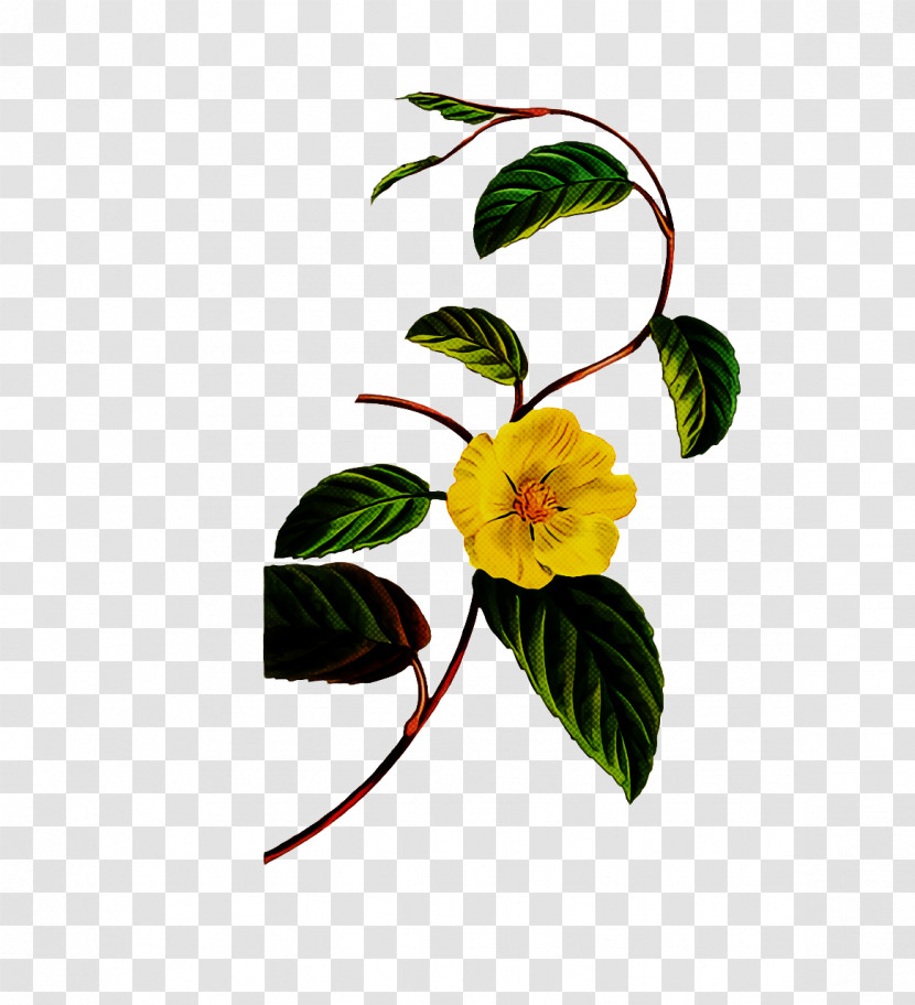 Floral Design Transparent PNG