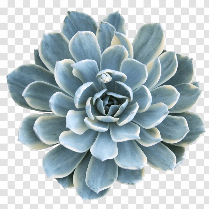 Flower Turquoise - Echeveria Transparent PNG