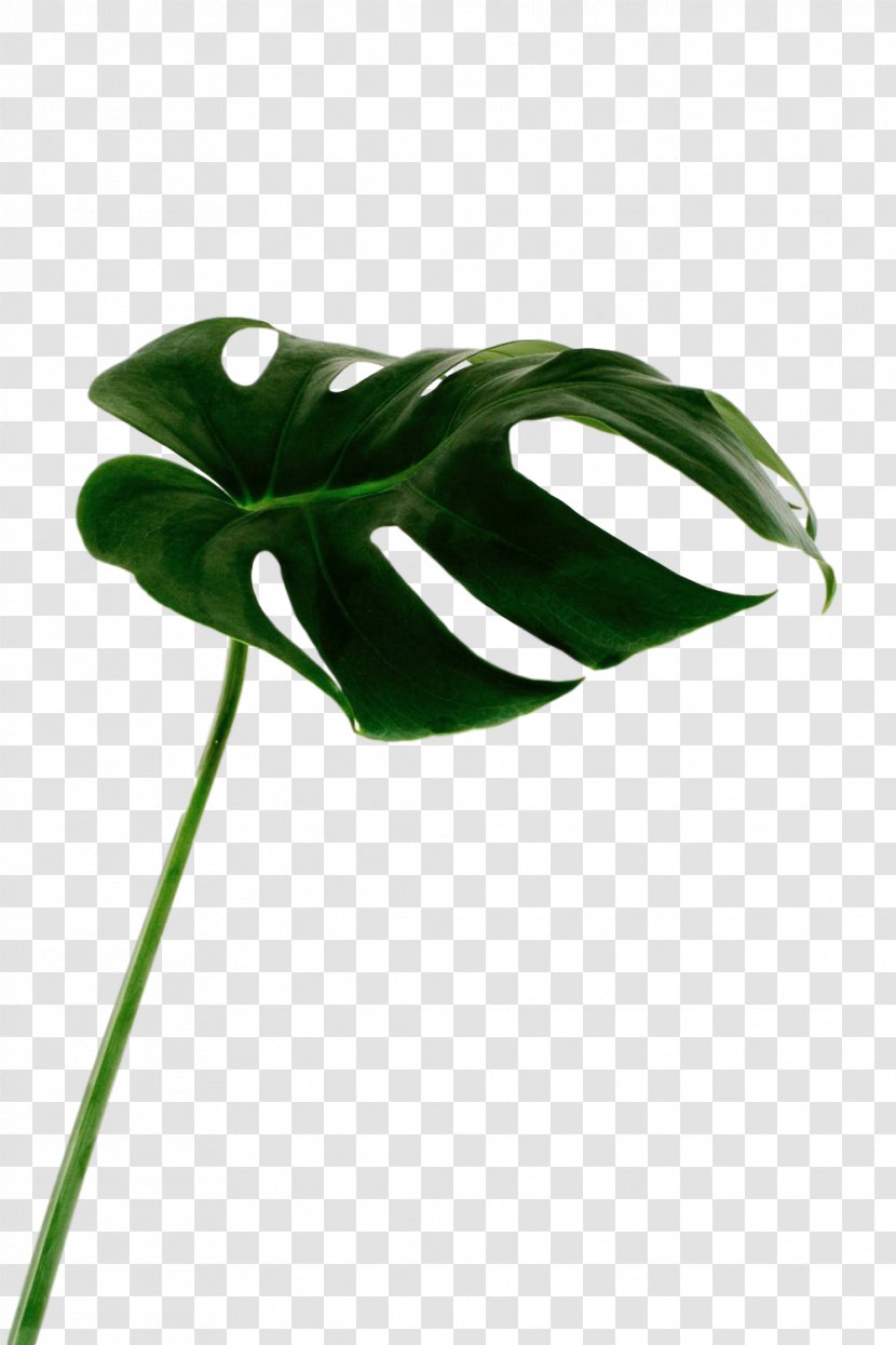 Leaf Plant Stem Product Design Flower Transparent PNG