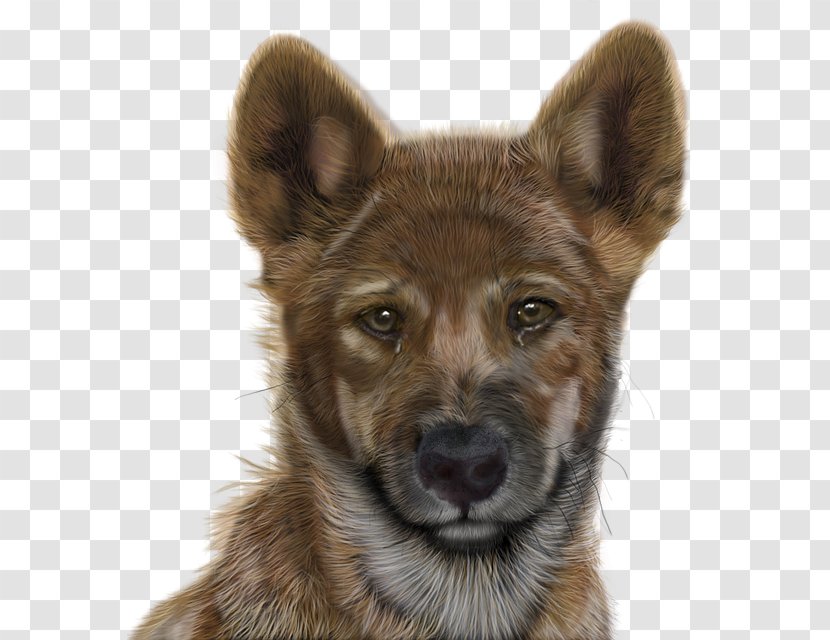 Saarloos Wolfdog Kunming Dog Breed Adobe Photoshop Graphics - Group - Computer Transparent PNG