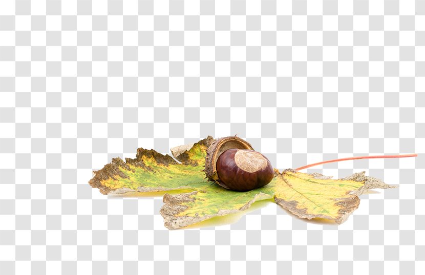 Sweet Chestnut Castanea Crenata Acorn Castaxf1ada - Seed - Chestnuts Lying On Maple Leaf Transparent PNG