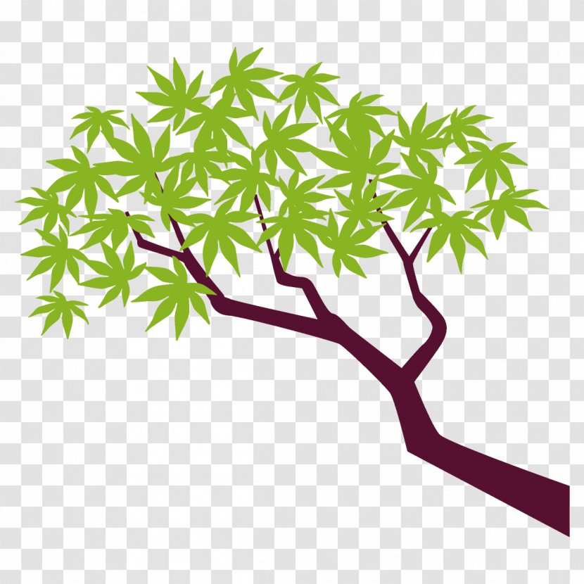 Maple Branch Leaves Tree - Plant Stem - Flower Transparent PNG