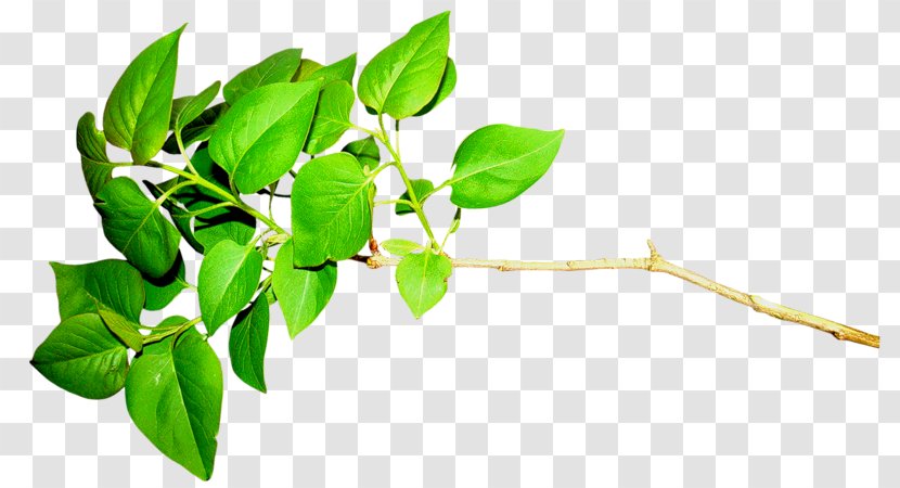 Leaf Green Plant LiveInternet - Branch Transparent PNG