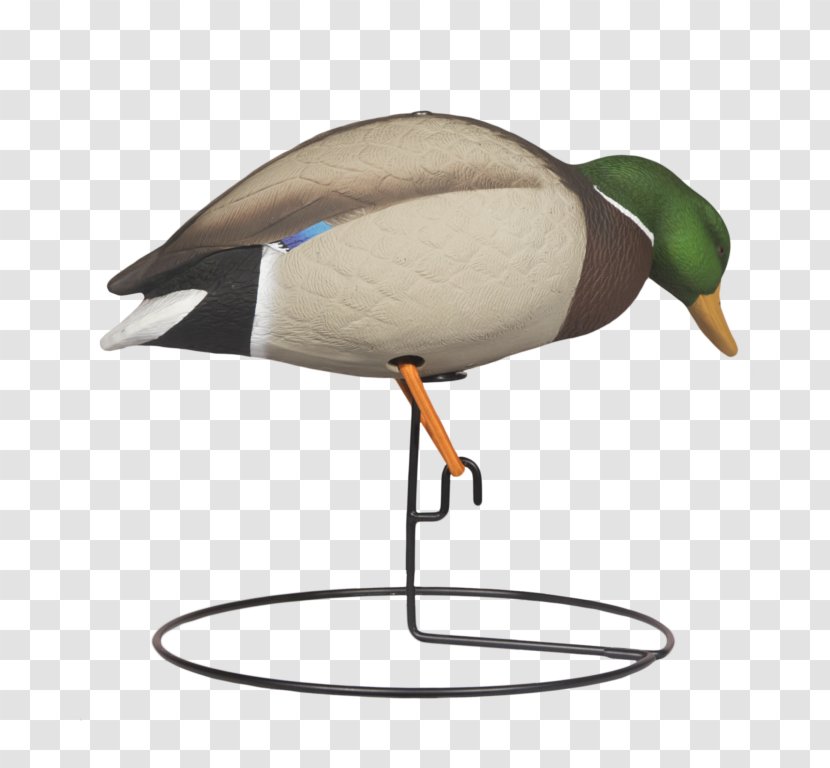 Duck Cartoon - Avianx - Art Hunting Decoy Transparent PNG