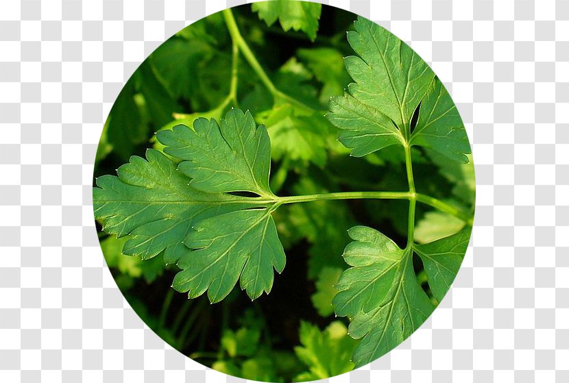 Parsley Herb Medicinal Plants Seed - Plant Transparent PNG