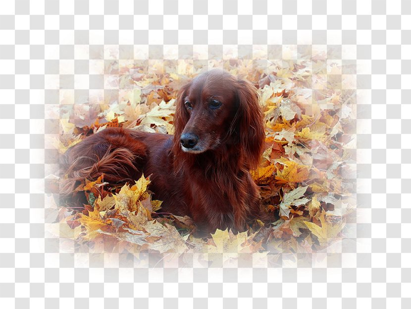 Irish Setter Boykin Spaniel Field Desktop Wallpaper Sussex - Dog Like Mammal - Puppy Transparent PNG