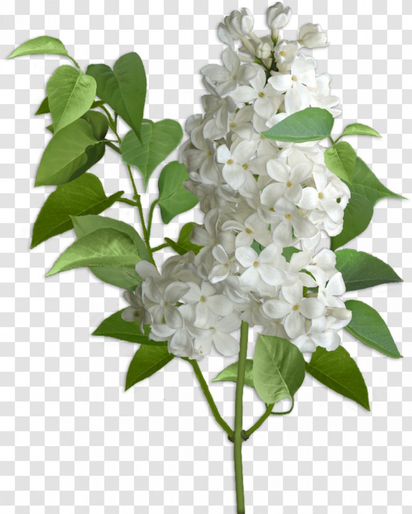 Lilac Hydrangea Cut Flowers Violet - Cornales Transparent PNG