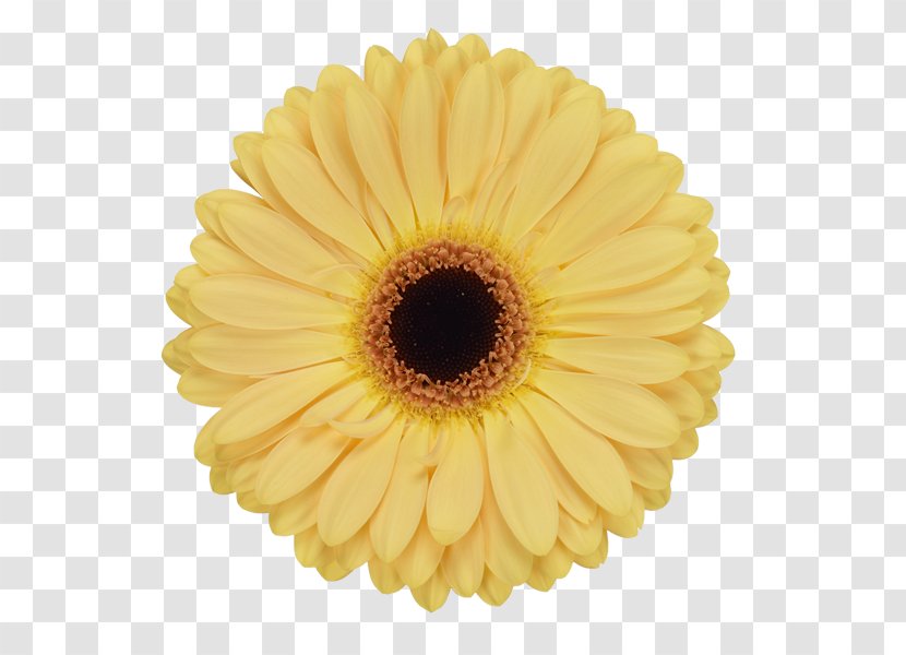 Transvaal Daisy Common Sunflower Plate Kitchen Transparent PNG