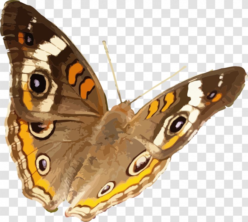 Butterfly Insect Common Buckeye Nymphalidae - Quebec Transparent PNG