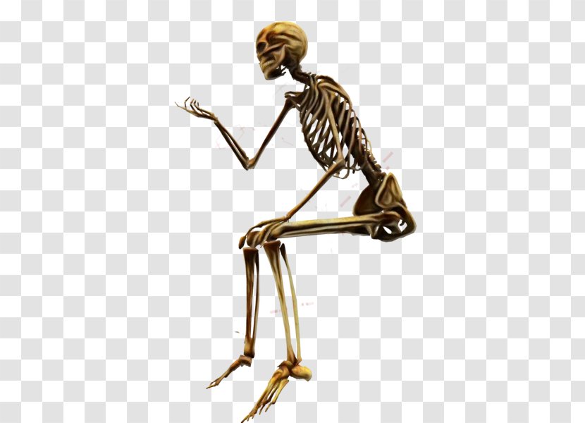 Skeleton Joint Shoulder Leg Muscle - Balance Transparent PNG