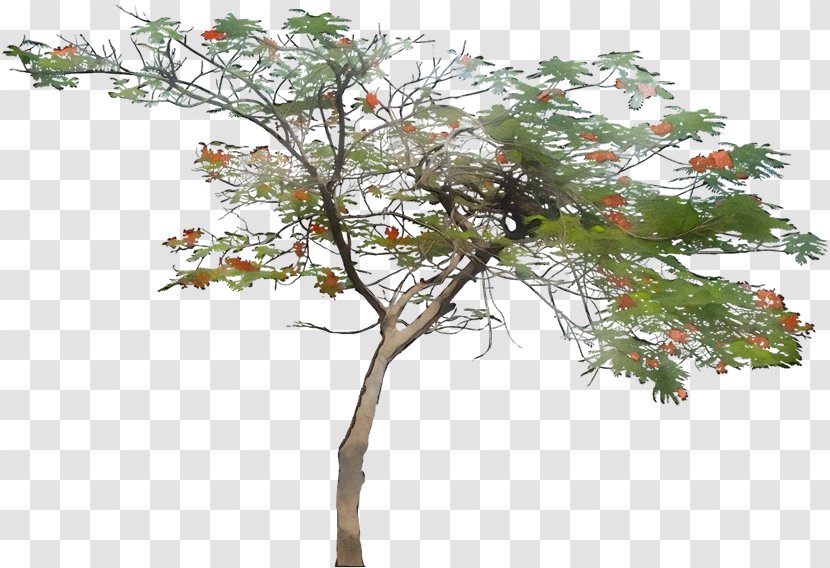 Architecture Tree - Branch - Twig Plane Transparent PNG