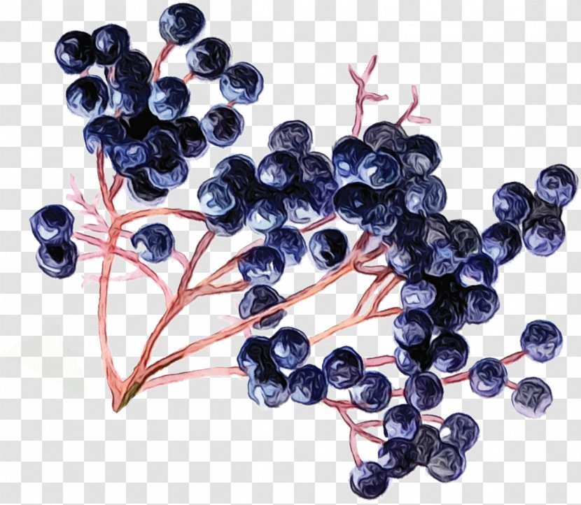 Family Tree Background - Bilberry - Juniper Berry Superfruit Transparent PNG