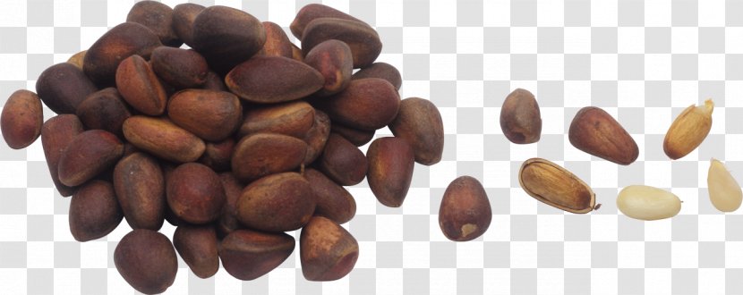 Pine Nut Nuts Hazelnut - Cocoa Bean - Walnut Transparent PNG