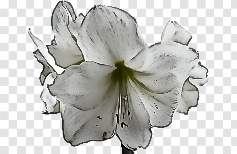 White Lily Flower - Plant Stem - Geranium Style Transparent PNG
