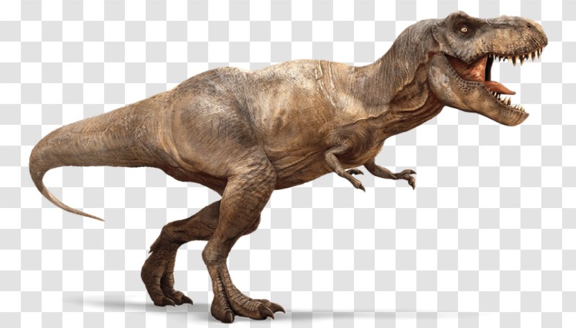 Tyrannosaurus Spinosaurus Carnotaurus Triceratops Theropods - Tyrannosauridae - Dinosaur Transparent PNG