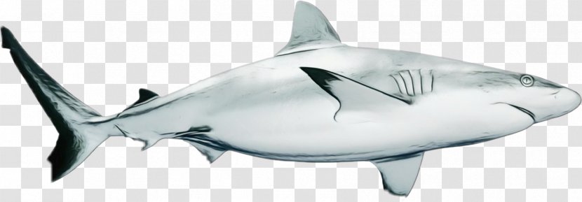 Great White Shark Background - Cartilaginous Fish - Thunnus Bonyfish Transparent PNG