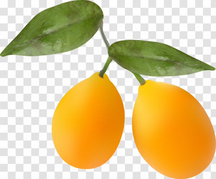 Kumquat Orange - Mango - Vector Transparent PNG
