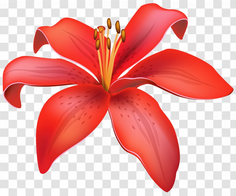 Lilium Candidum Flower Red Clip Art - Yellow - Flowers Transparent PNG