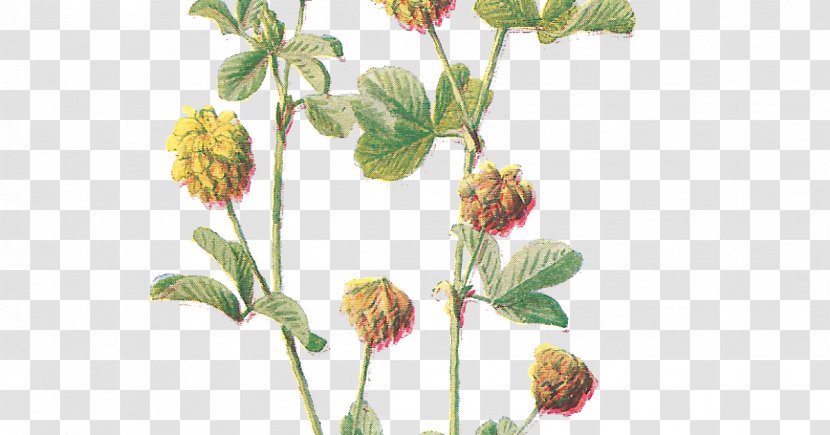Flower Botany Botanical Illustration Clip Art - Plant - Flowers Transparent PNG