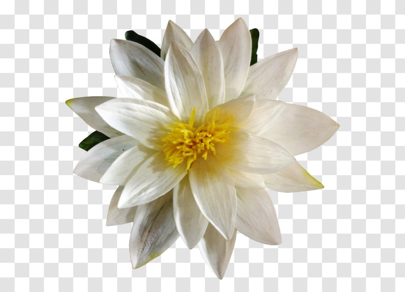 Artificial Flower Lilium Plant Petal - Wedding - Floating Material Transparent PNG