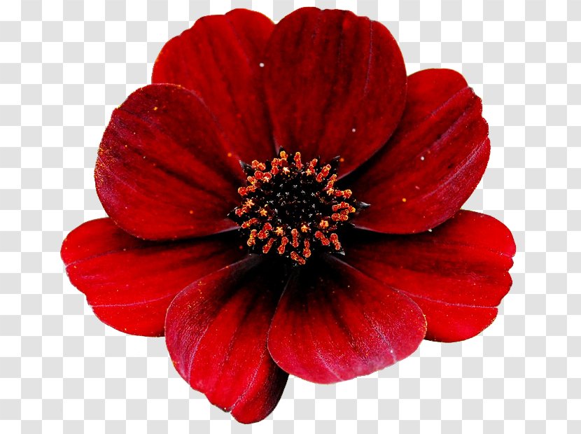 Flower Red Rose Clip Art - Gerbera Transparent PNG