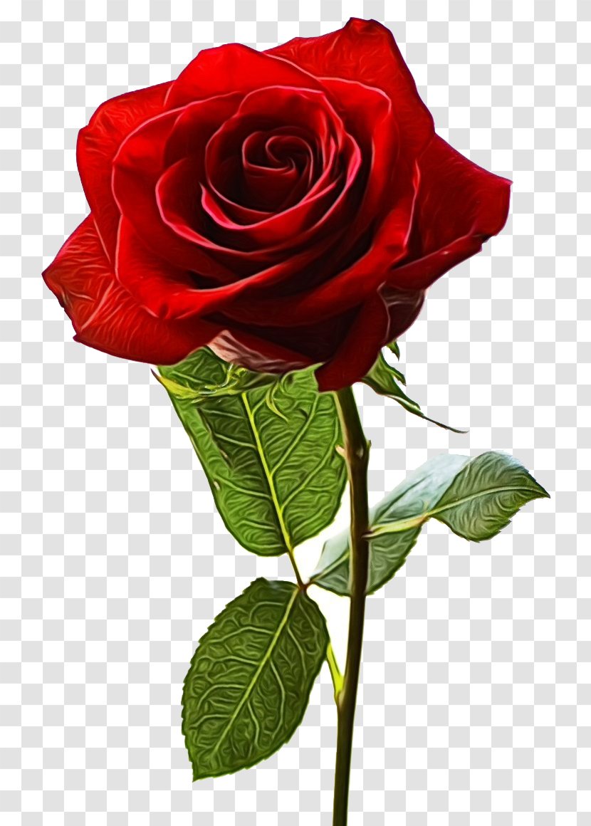 Rose Desktop Wallpaper Flower Red Photograph - Camellia - Order Transparent PNG
