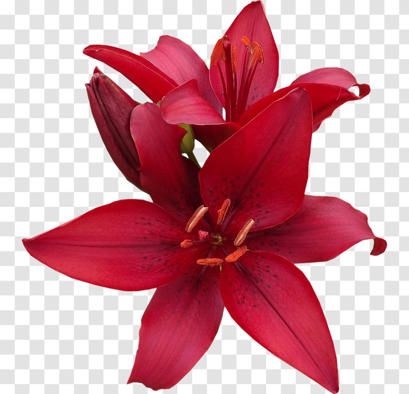 Lilium Cut Flowers Blog Magenta - Flowering Plant Transparent PNG