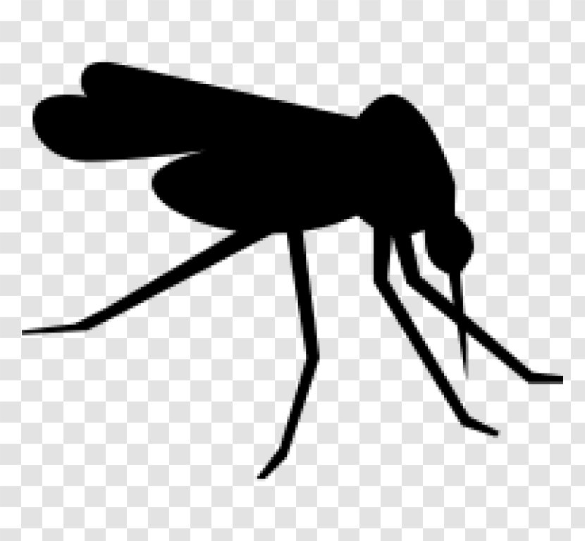 Mosquito Clip Art - Fly Transparent PNG