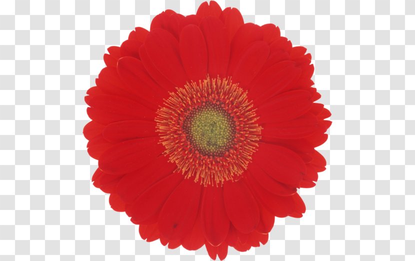 Desktop Wallpaper Flower Color Red Petal - Chrysanthemum Transparent PNG