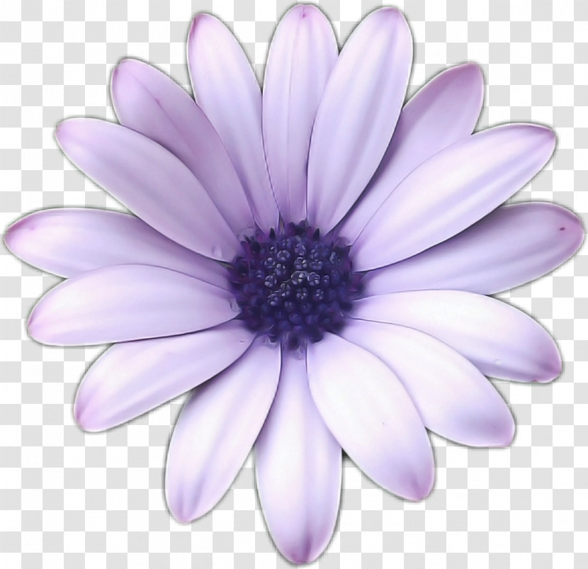 Chrysanthemum Transvaal Daisy Marguerite Daisy Close-up Argyranthemum Transparent PNG