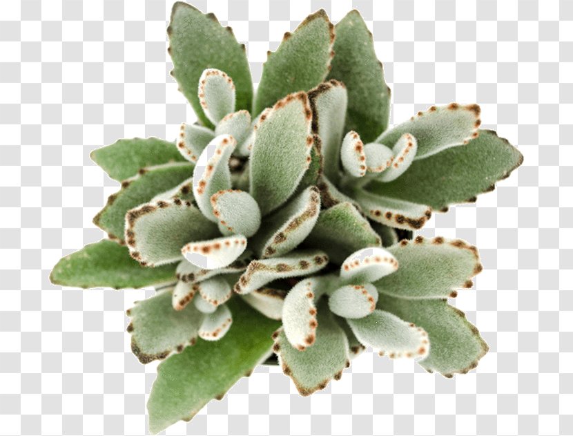 Kalanchoe Tomentosa Bryophyllum Fedtschenkoi Succulent Plant Echeveria - Daigremontianum - Suculent Transparent PNG