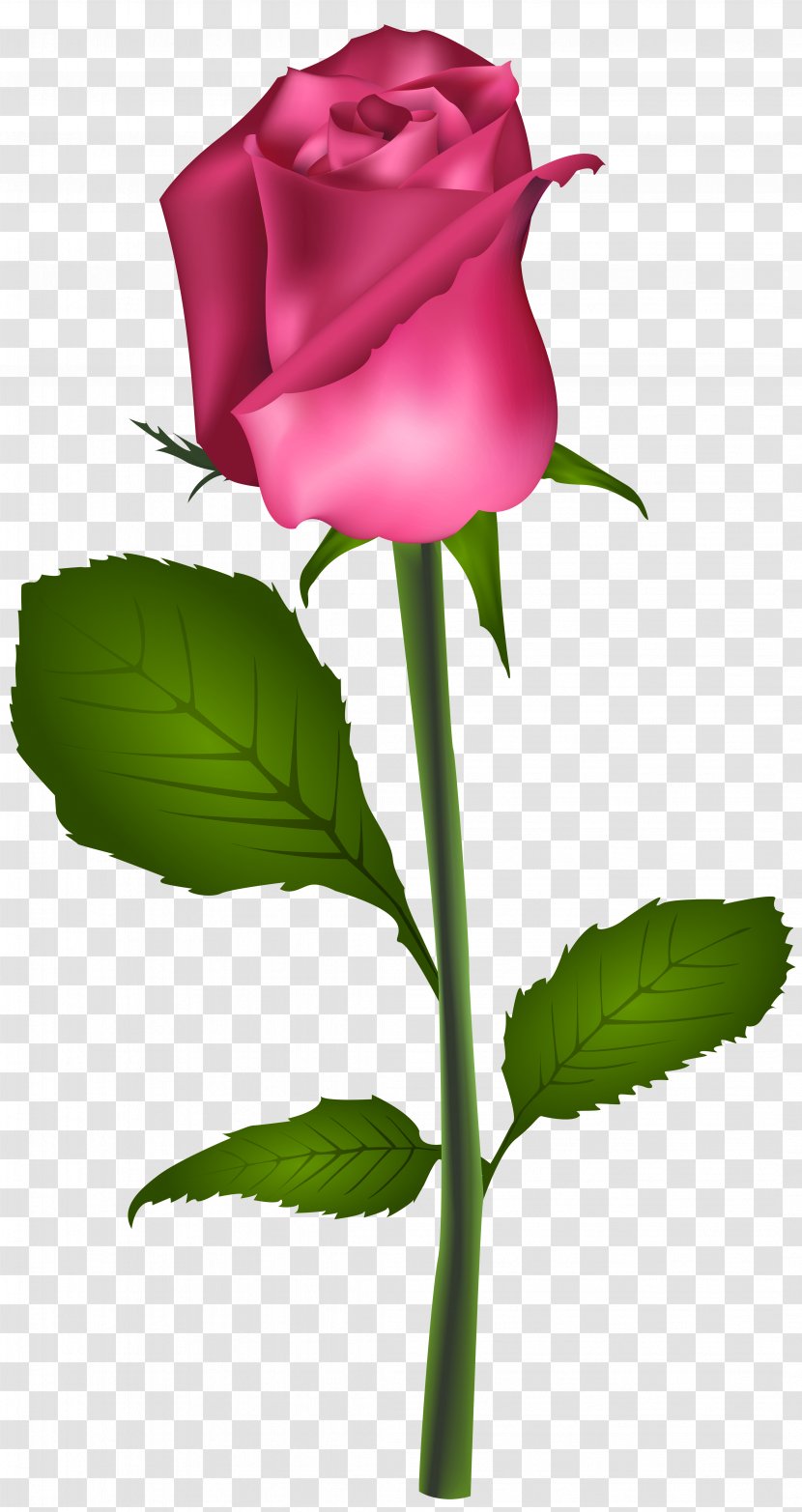 Blue Rose Flower Best Roses Clip Art - Pink Transparent PNG