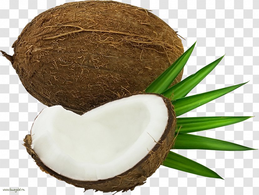 Cocos2d Sprite A Compression Artifact - Coconut Water - Image Transparent PNG