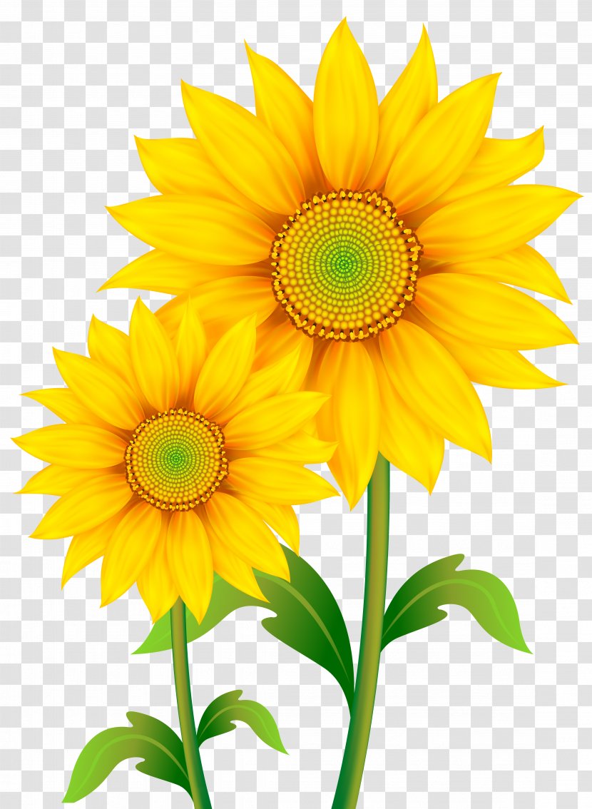 Common Sunflower Clip Art - Petal - Transparent Sunflowers Clipart Image Transparent PNG