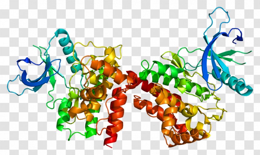 Janus Kinase 2 JAK-STAT Signaling Pathway Essential Thrombocythemia - Protein - Mouse Transparent PNG