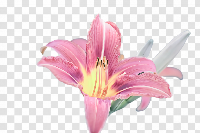 Flower Lily Pink Petal Plant Transparent PNG