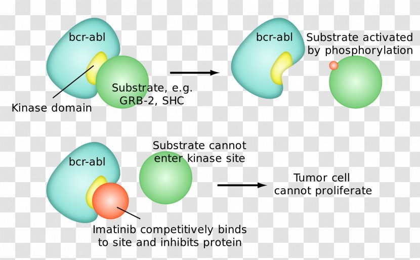 Imatinib Mechanism Of Action Targeted Therapy ABL Pharmaceutical Drug - Sphere Transparent PNG