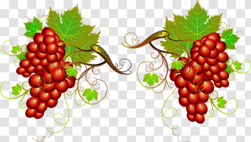 Wine Grape Clip Art - Food - Vector Painted Grapes Transparent PNG