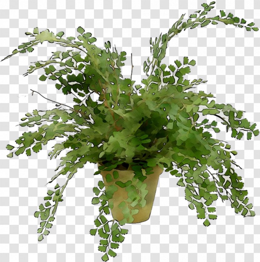 Fern Leaf Greens Plant Stem Herb - Flower - Vascular Transparent PNG
