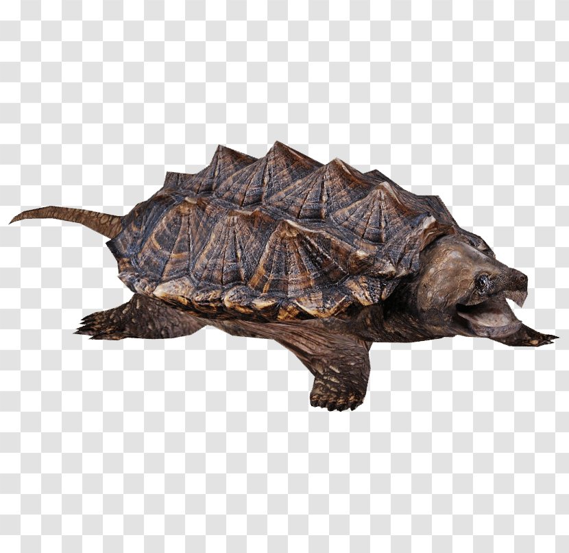 Common Snapping Turtle Reptile Image - Box Turtles Transparent PNG