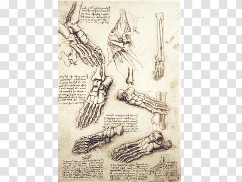 Vitruvian Man Foot Anatomy Anatomical Drawings Bone - Organism - Leonardo Da Vinci Transparent PNG