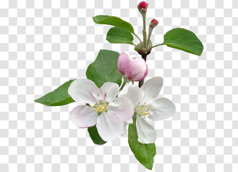 Apples Flower Stock Photography Tree Blossom - Fruit Transparent PNG