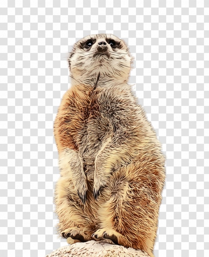 Meerkat Whiskers Cat Snout Scottish Fold - Small To Mediumsized Cats Transparent PNG