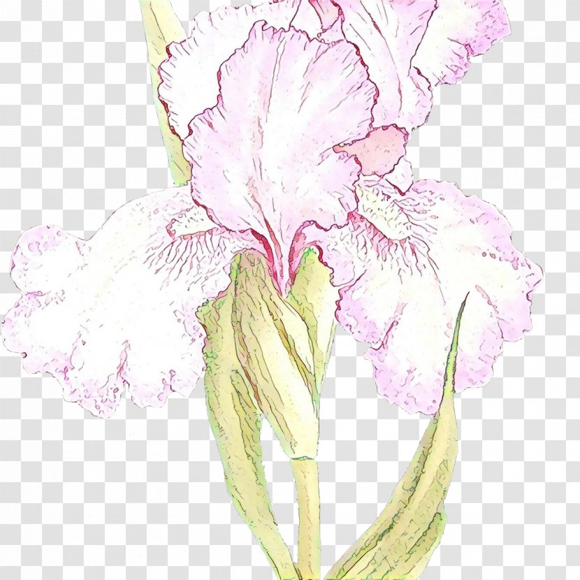 Flowering Plant Flower Petal Iris - Cut Flowers Kaempferia Rotunda Transparent PNG