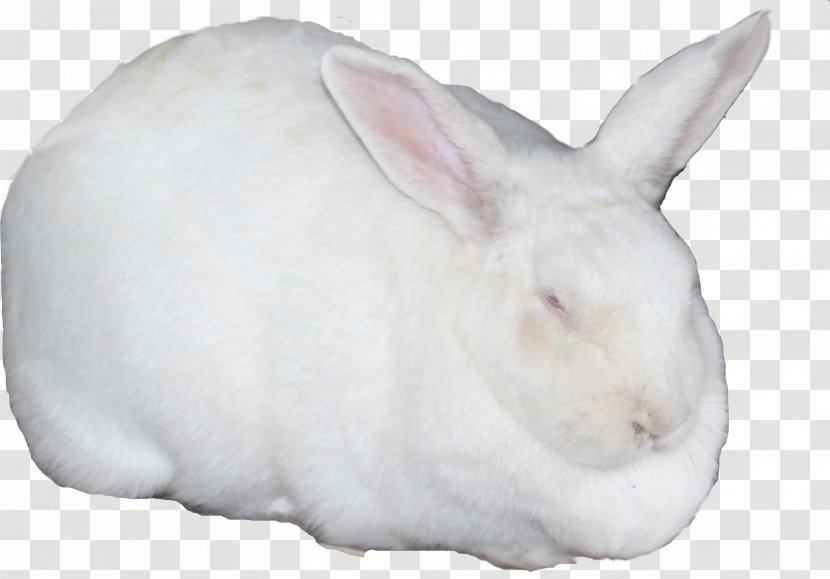 Domestic Rabbit Hare Snout - Little White Transparent PNG