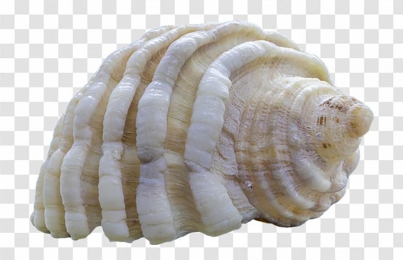 Cockle Conchology Conch Seashell Sea Snail Transparent PNG