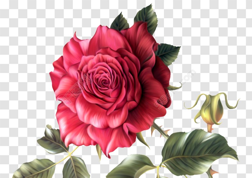 Rose Clip Art Flower Drawing - Flowering Plant - Domina Transparent PNG