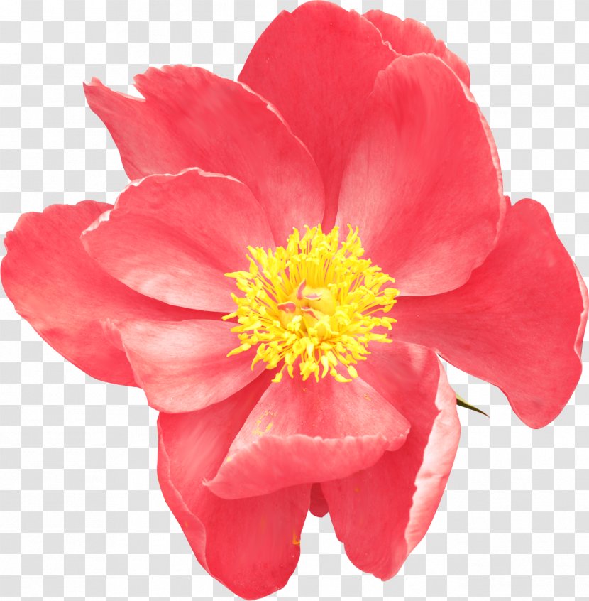 Flower Clip Art - Annual Plant - Peony Transparent PNG