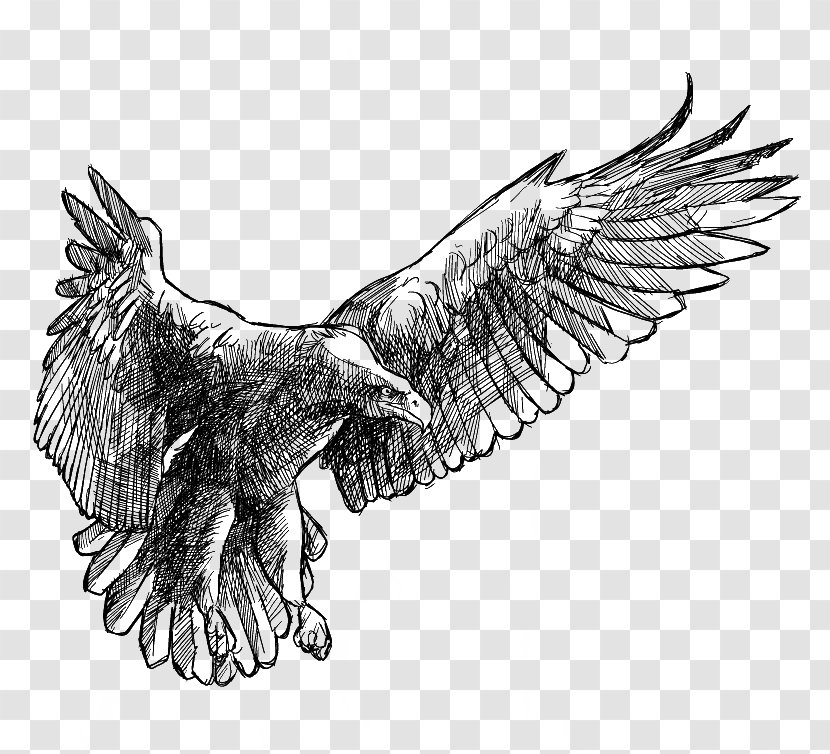 Drawing Eagle - Art - Wings Transparent PNG