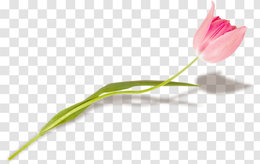 Tulip Flower Petal Plant Stem Bud - Frame Transparent PNG